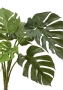 Монстера куст 70 см
