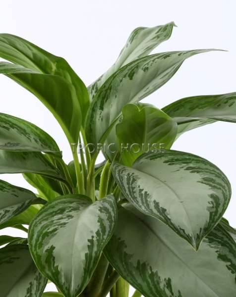 Аглаонема Сильвер Бей в CARARO 75