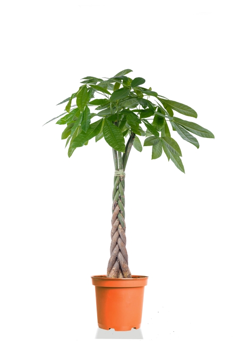 Пахира Акватика косичка 21/90 см