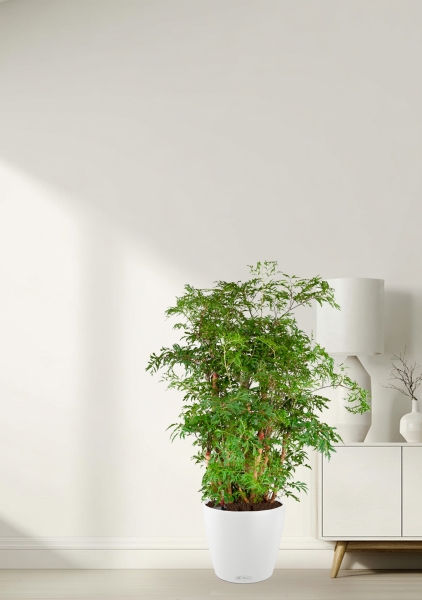 Полисциас Гавайи Минг 21/90 см в CLASSICO COLOR 28 Полисциас Гавайи Минг 21/90 см в CLASSICO COLOR 28