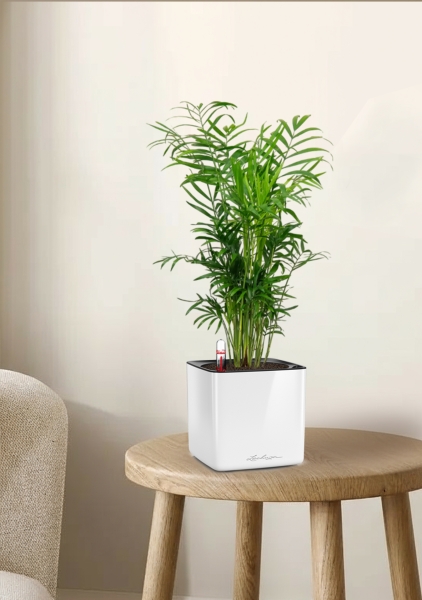 Хамедорея Элеганс 12/45 в CUBE GLOSSY 14