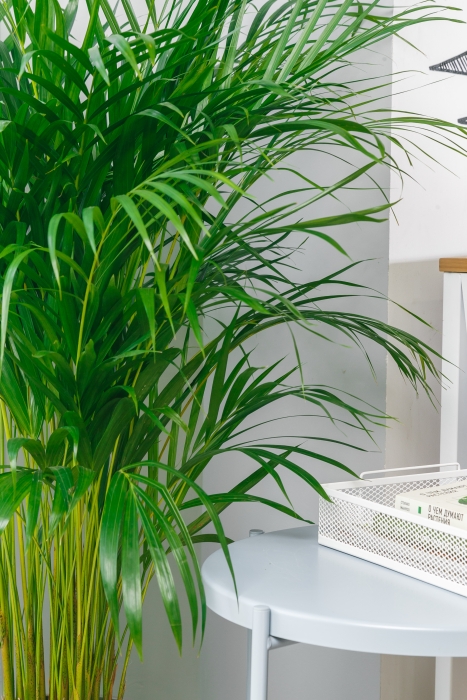 Хризалидокарпус Арека 24/160 см в RONDO 32