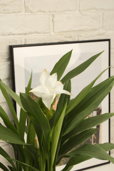 Куркума цветущая 14 55 см CLASSICO COLOR 18 Куркума цветущая 14 55 см CLASSICO COLOR 18