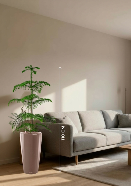 Араукария гетерофилла 24/110 в RONDO 32