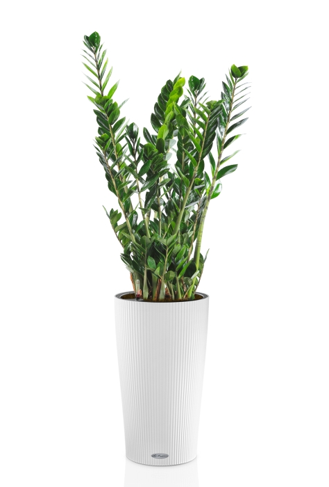 Замиокулькас 21/110 в CILINDRO 32, белый