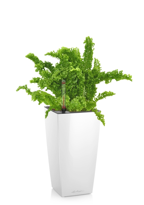 Нефролепис Возвышенный в MAXI CUBI, белый блестящий