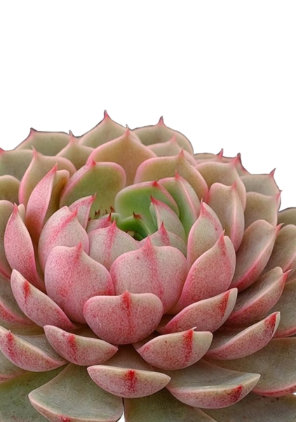 Эхеверия Цветной микс в CUBE COLOR 14 Эхеверия Цветной микс в CUBE COLOR 14