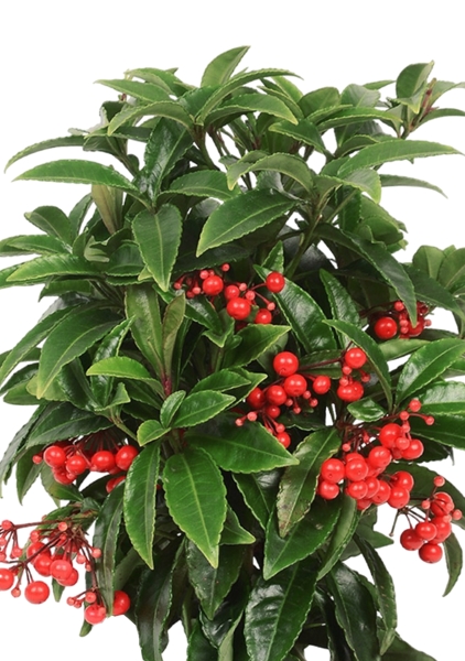 Ардизия 14/40 см