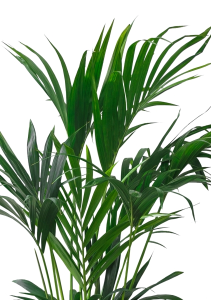 Ховея 23/210 см Ховея 23/210 см