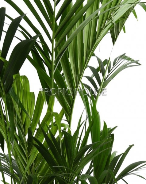 Хризалидокарпус в RONDO 32