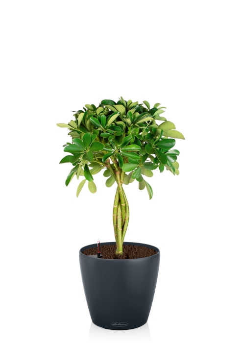 Шеффлера Нора 21/75 см в CLASSICO COLOR 28, серый