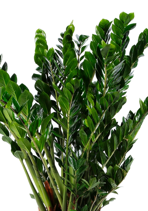 Замиокулькас 30/110 в CUBICO 40