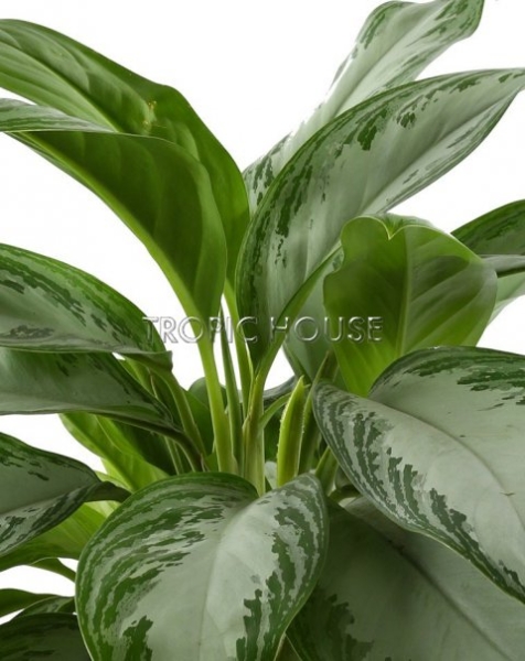 Аглаонема Сильвер Бей в RONDO 40