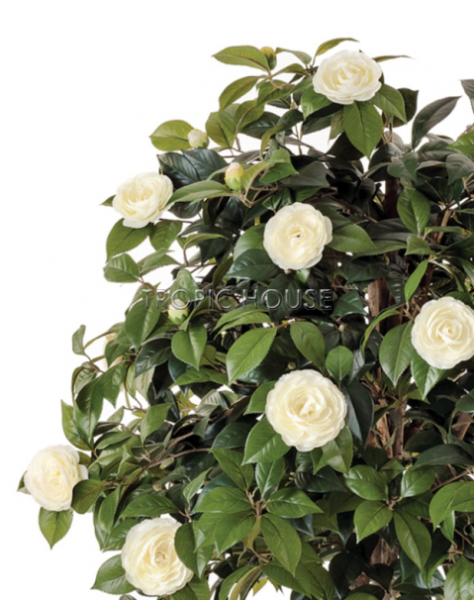 Камелия на штамбе кремовая