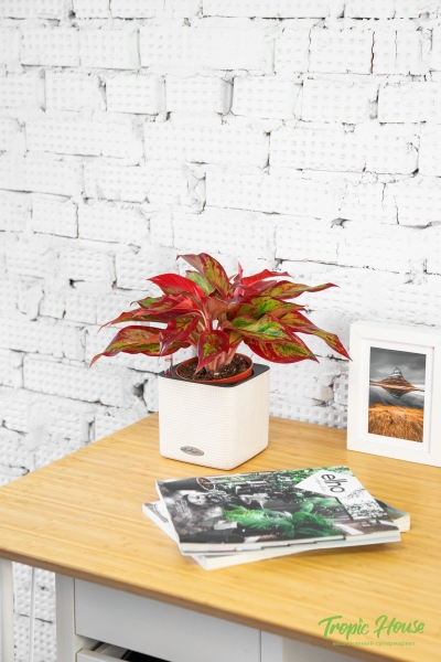 Аглаонема Крит 12/30 см