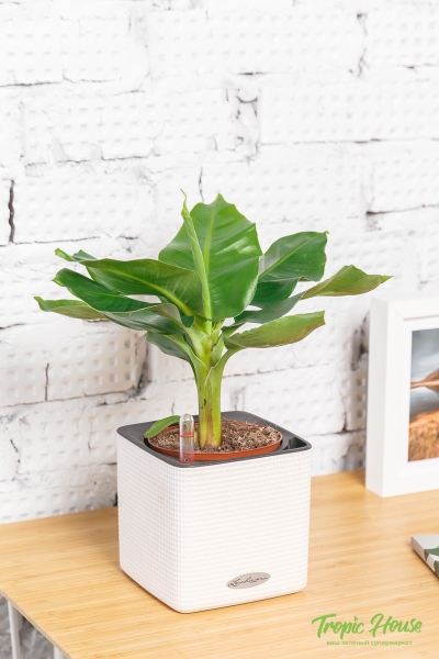 Банан 12/30 см Банан 12/30 см