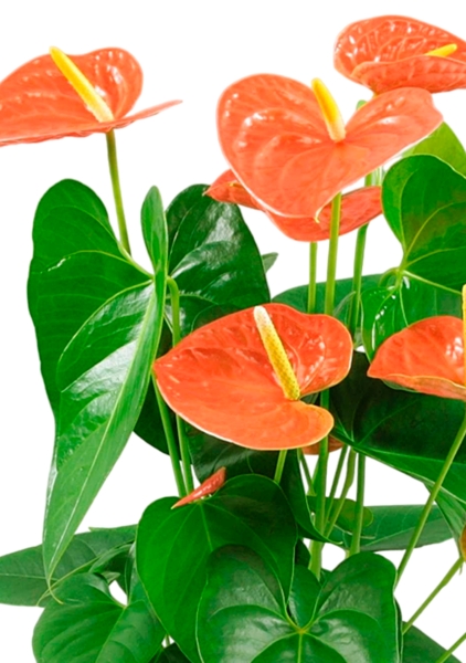 Антуриум Андре оранжевый 15/50 см