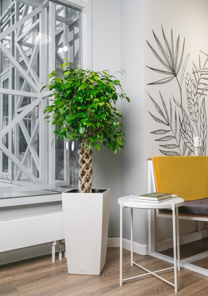 Фикус Бенджамина Экзотика цилиндр 30/130 см