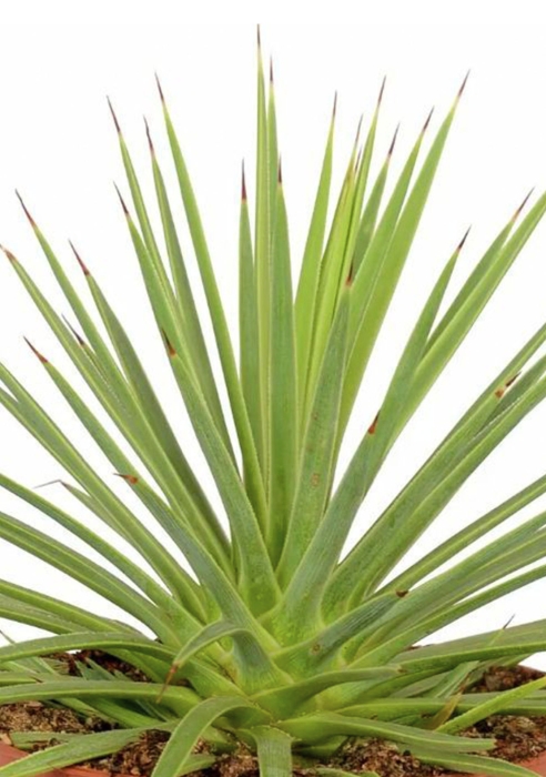 Агава Нана в CANTO STONE 14