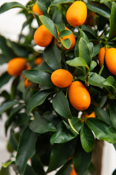 Цитрофортунелла Кумкват на стволе 26/100 см в CLASSICO COLOR 35 Цитрофортунелла Кумкват на стволе 26/100 см в CLASSICO COLOR 35