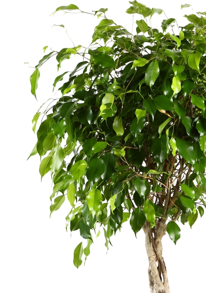 Фикус Экзотика переплетенный 27/140 см