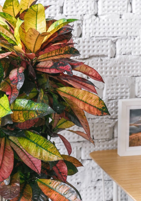 Кротон в CUBICO 30