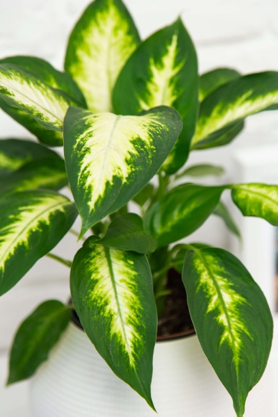 Диффенбахия Камилла 12/40 см в PURO 20