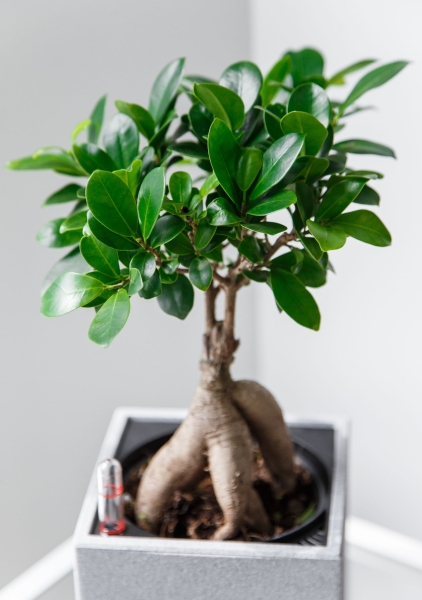 Фикус бонсай в CANTO STONE 14