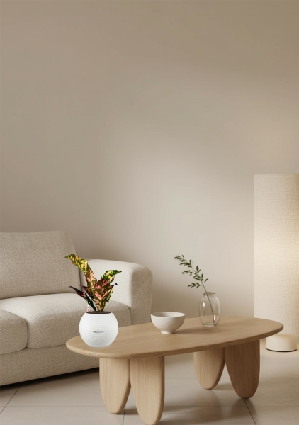 Кодиеум 8/20 см в PURO 20 Кодиеум 8/20 см в PURO 20