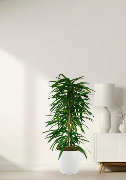 Фикус Али пирамида 24/120 см в CLASSICO COLOR 35 Фикус Али пирамида 24/120 см в CLASSICO COLOR 35