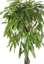Фикус Амстел Кинг переплетенный 27/120 см в QUADRO LS 43