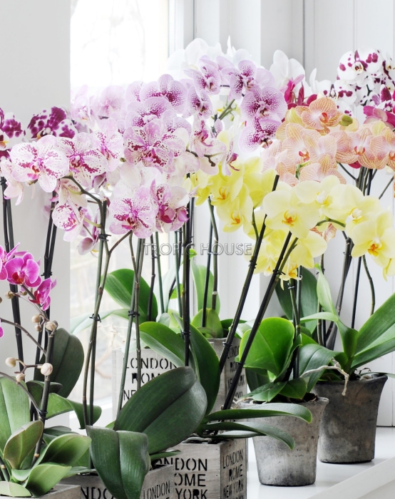 Орхидея Фаленопсис розовая пятнистая 12/60 см