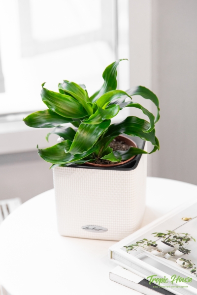 Драцена Твист 12/20 Драцена Твист 12/20