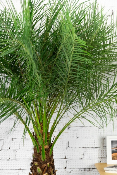 Финиковая пальма Робилини в CANTO STONE LOW 40