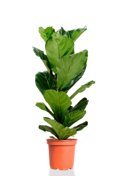 Фикус Лирата 1 ствол 21/90 см