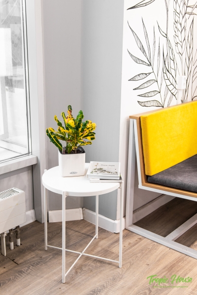 Кротон Еллоу в CUBE Glossy 14