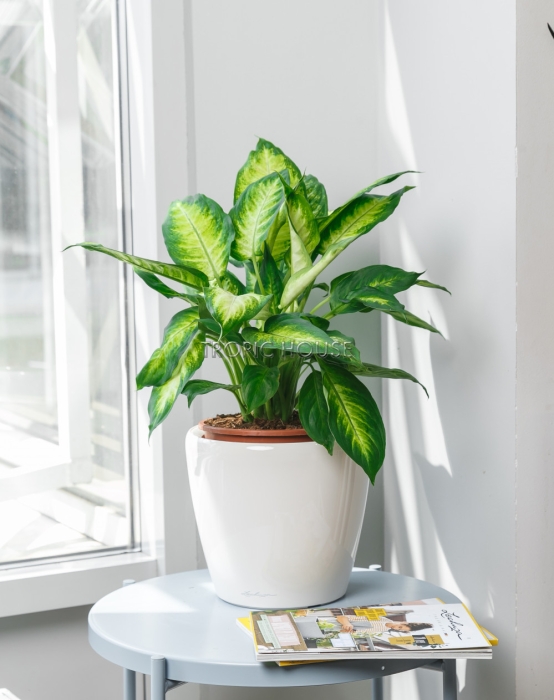 Диффенбахия Камилла в CLASSICO LS 21