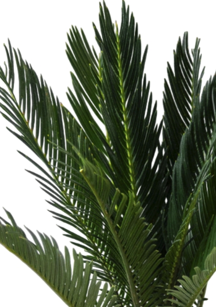 Цикас в CANTO STONE 14 Цикас в CANTO STONE 14