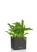 Папоротник Нефролепис Возвышенный в CANTO STONE 14