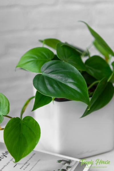 Филодендрон Сканденс 12/20 см