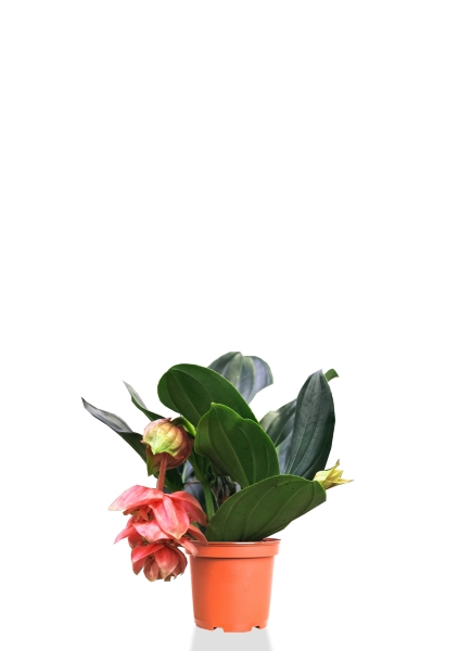 Мединилла 17/55 см