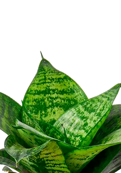 Сансевиерия Ханни 12/25 в CUBE GLOSSY 14 Сансевиерия Ханни 12/25 в CUBE GLOSSY 14