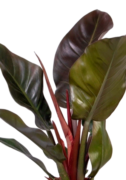 Филодендрон Империал Ред 15/40 см в QUADRO LS 21 Филодендрон Империал Ред 15/40 см в QUADRO LS 21