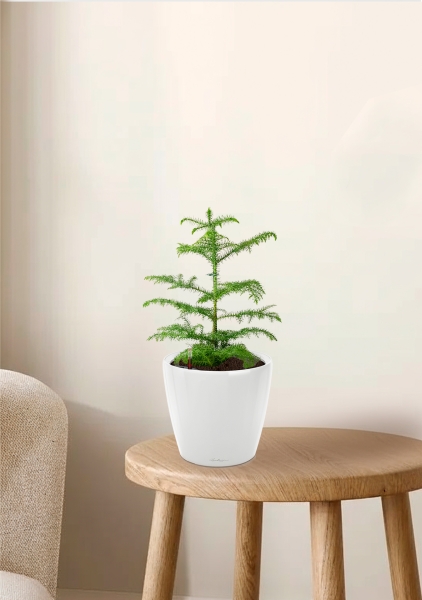 Араукария Араукана 19/25 см в CLASSICO LS 28