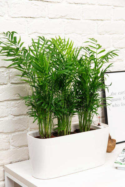 Хамедорея в DELTA 20