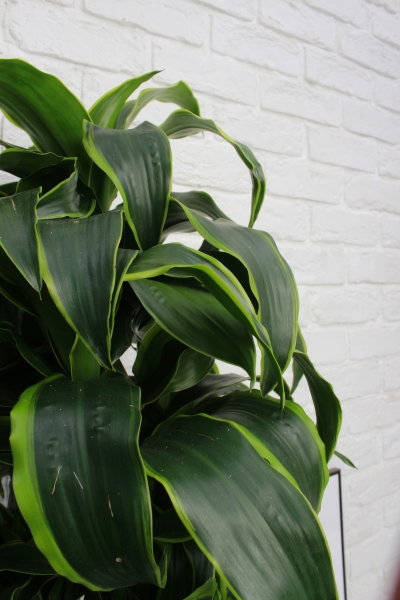 Драцена Дорадо бранч 24/90 см в QUADRO LS 28