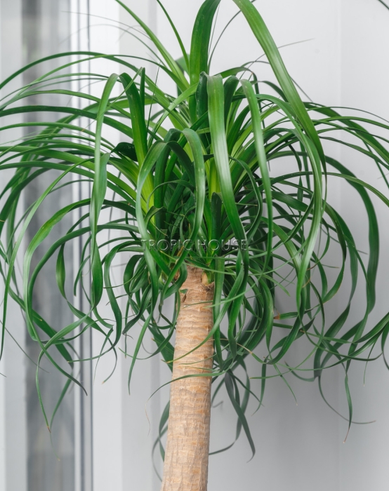 Нолина в RONDO 32