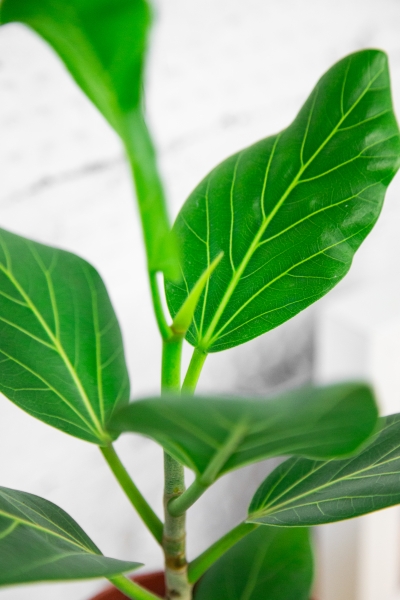 Фикус Бенгальский Одри в PURO 20