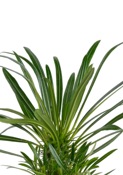 Пахиподиум Ламера 9/18 см