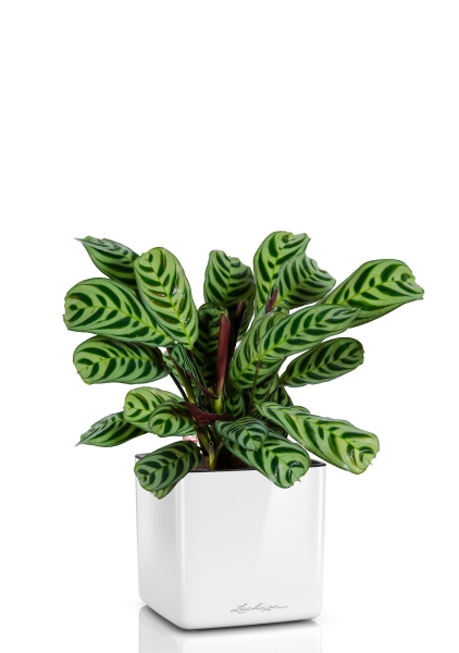 Ктенанта Бурле в CUBE Glossy 14, белый блестящий